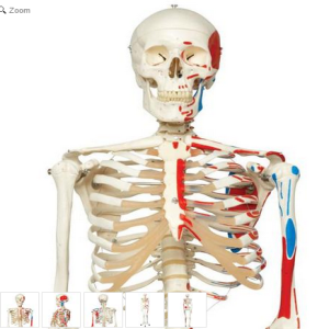 Mô hình Bộ xương người với phần sơn cơ